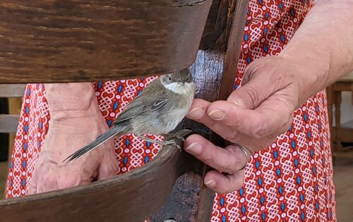 Oiseau en visite au salon